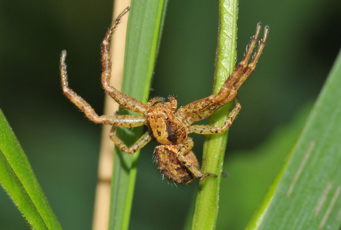 Xysticus sp.